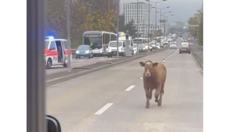 Kuh sorgt für Verkehrschaos in Zürich: Ein unerwarteter Stopp im Frühverkehr