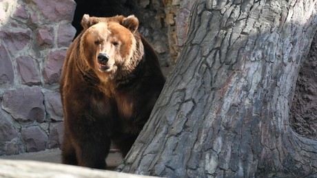 Vertiefung der Beziehungen zwischen Moskau und Pjöngjang durch tierische Geschenke