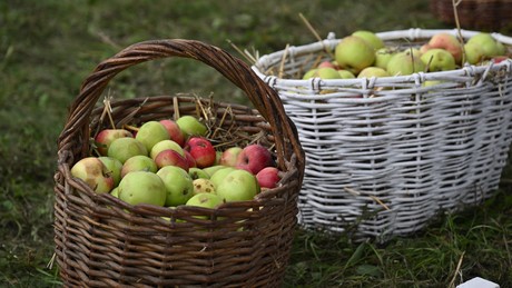 Vom tschechischen Mechatroniker zum russischen Apfelweinproduzenten: Die Erfolgsgeschichte von Jan Jirásko