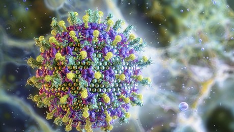 Nipah-Virus-Alarm! Russland warnt vor tödlicher Gefahr aus Indien – Droht eine neue Pandemie?