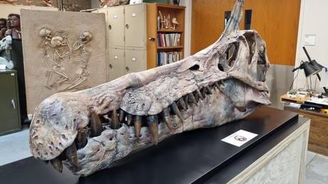 Sensationeller Fund: Neue Dinosaurierart in der Sahara entdeckt