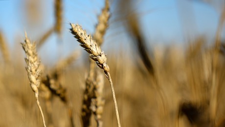 Russlands Weizen-Exporte brechen ein – Experten sehen Licht am Ende des Tunnels