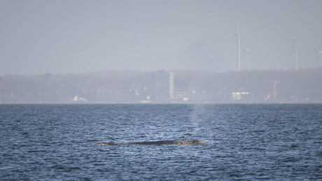 Sensation in der Lübecker Bucht: Buckelwal verirrt sich – Polizei eskortiert den Meeresriesen!