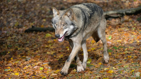 Nach Beißattacke in Hamburg: Wolf “auf Bewährung” wieder auf freiem Fuß