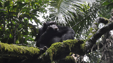 Der blutige Bürgerkrieg der Schimpansen: Was ihr Kampf um Macht in Uganda über uns Menschen verrät