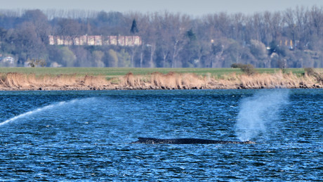Rettungsaktion für Buckelwal Timmy: Umweltminister genehmigt spektakuläre private Bergung