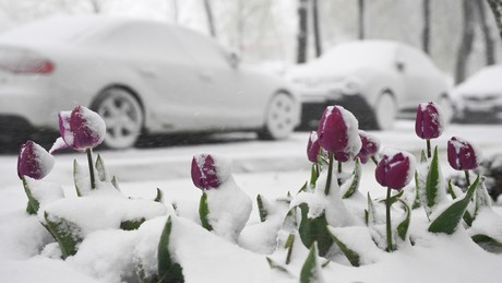 Katastrophen-Alarm in Russland: Schneestürme, Frost und Überschwemmungen vernichten die Ernte