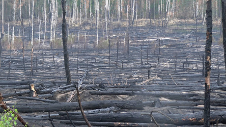 Feuerinferno bedroht seltene Tierarten: Waldbrand in Jüterbog außer Kontrolle