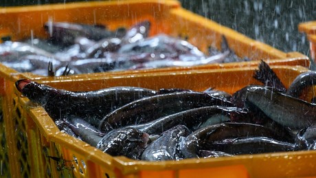 Fischindustrie im Aufwind: Russlands Triumphzug auf dem chinesischen Markt