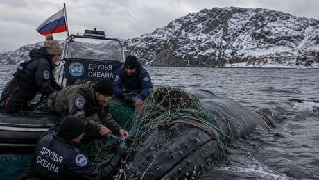Wal-Rettung in Murmansk: Helden retten Tiere ohne großes Bohei – wie geht das?