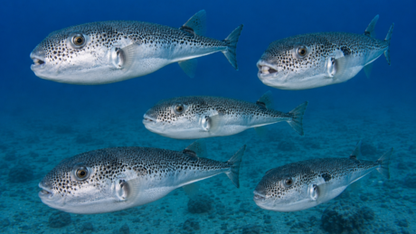 Tödliche Gefahr im Urlaubsparadies: Giftiger Kugelfisch breitet sich vor Griechenlands Küsten aus