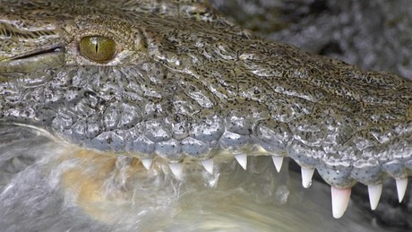 Schock-Plan: Israel will Krokodile als Wärter im Gefängnis einsetzen