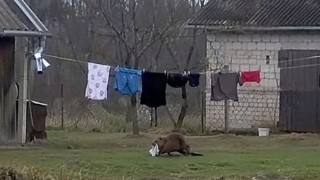 Sensation in Polen: Frecher Biber klaut einem Mann die Unterhose!