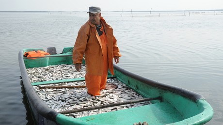 Fischereibehörde-Chef schlägt Alarm: EU blockiert Sanktionen gegen russischen Fisch – „Stolperstein“ gefährdet unsere Meere!
