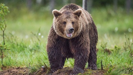 Hilflos mussten Verlobter, Polizei und Wildhüter zusehen: Bär tötete Frau im Altai-Gebirge